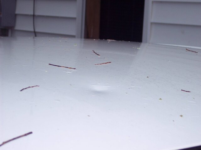 100_0096.JPG