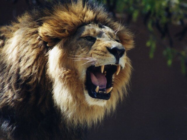 leo_the_lion_Wallpaper_7a0q1.jpg