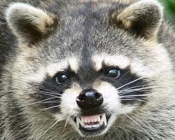 racoon.jpeg