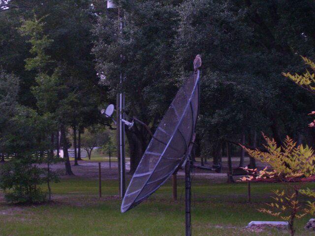 dishbird 002.JPG