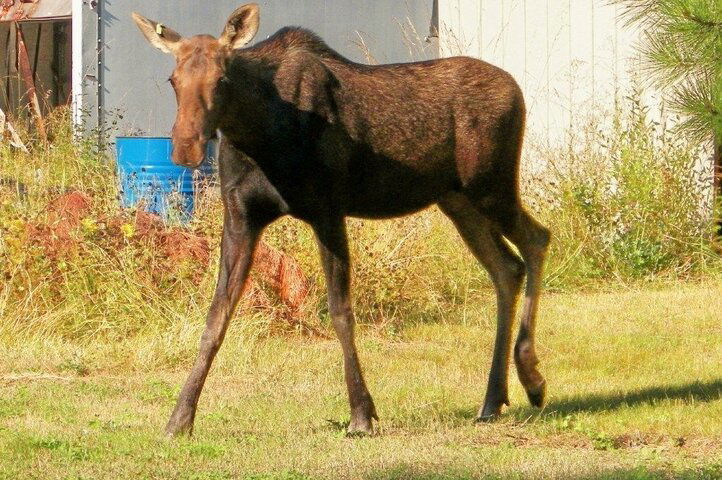 taggedMoose.jpg