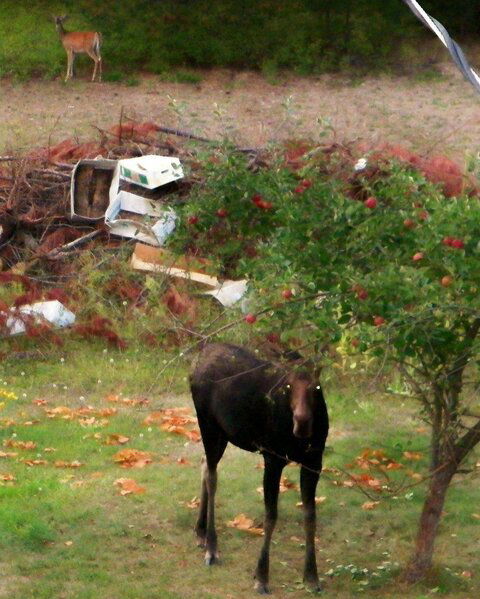 MooseAndDeer.jpg
