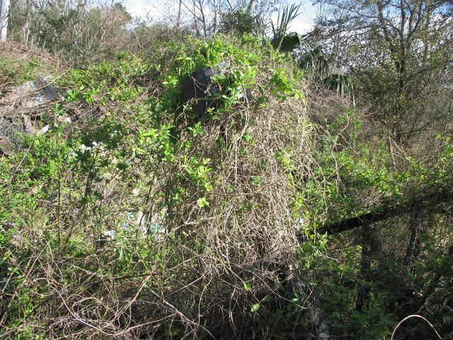 IMG_4779.resized.JPG