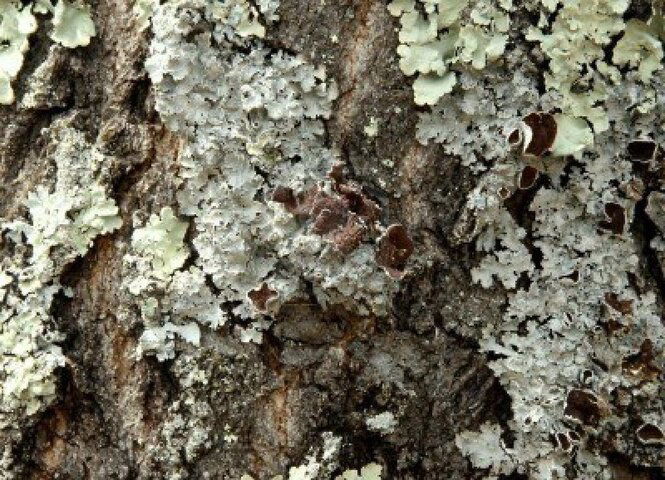 lichen.jpg lichen.jpg