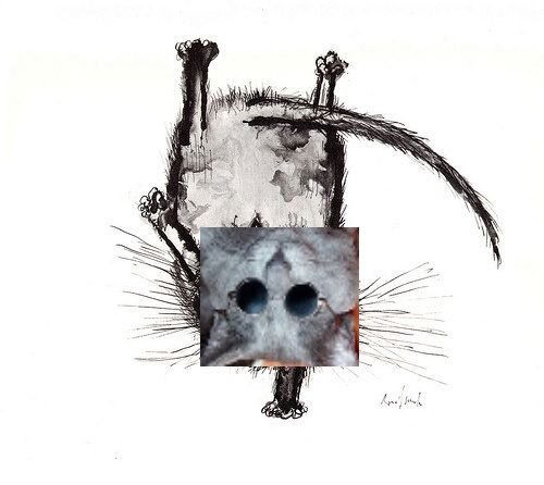 cat_handstand_cyber.jpg