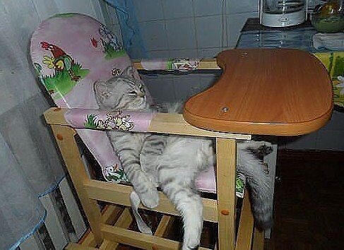 Ð¡Ñ‹Ñ‚Ñ‹Ð¹ ÐºÐ¾Ñ‚.jpg