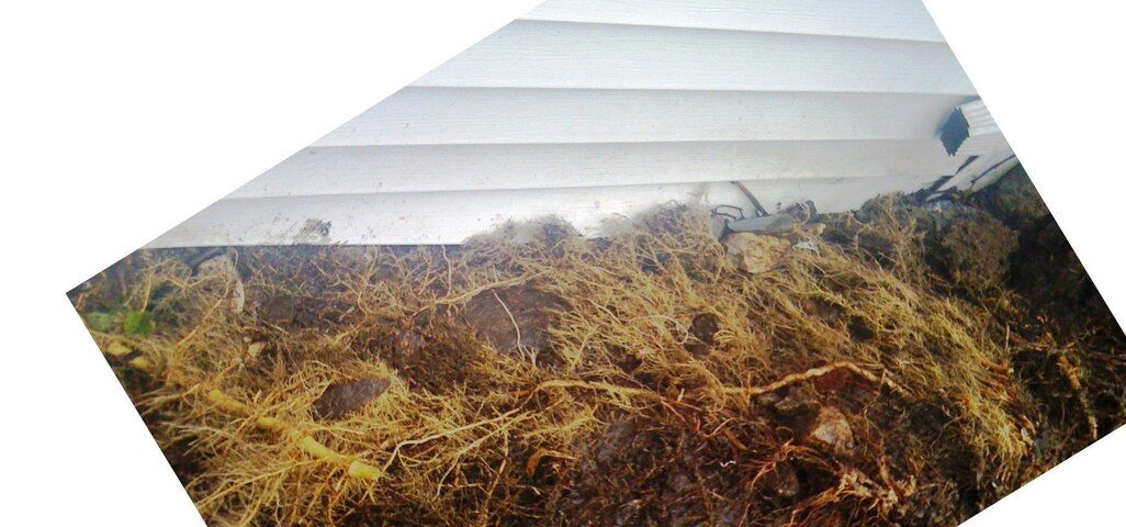 BAMBOO ATTACKING MY SHED close up.jpg