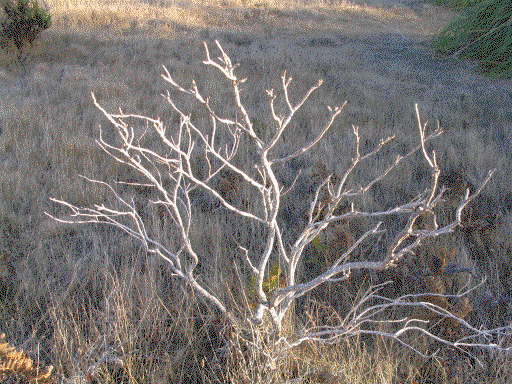 32_deadBush.gif