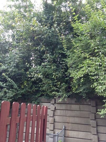 Backyard Trees.jpg