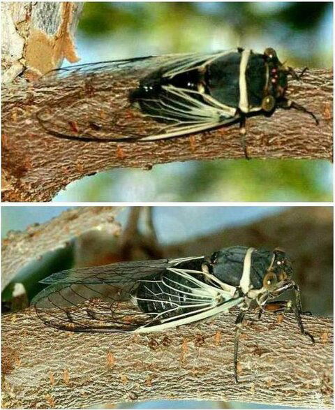 summer_cicada.jpg