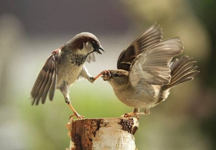 Hush_Birdy.jpg