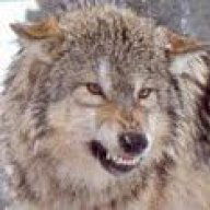 TimberWolf