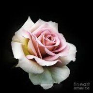 Wild Irish Rose