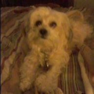 littlebitml