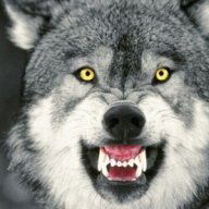 csocs_wolf