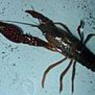 MrCrawdad