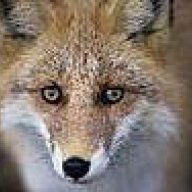 tfox