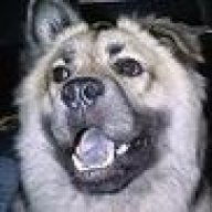 bigdwoof