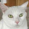 Catzwisker