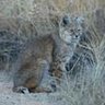 TXBobcat