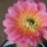 Happyflowerlady