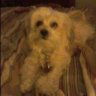 littlebitml