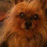 caseydog2212