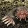 molhunter