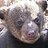 cajunbearcub