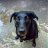 dogday