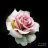 Wild Irish Rose