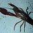 MrCrawdad
