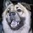 bigdwoof